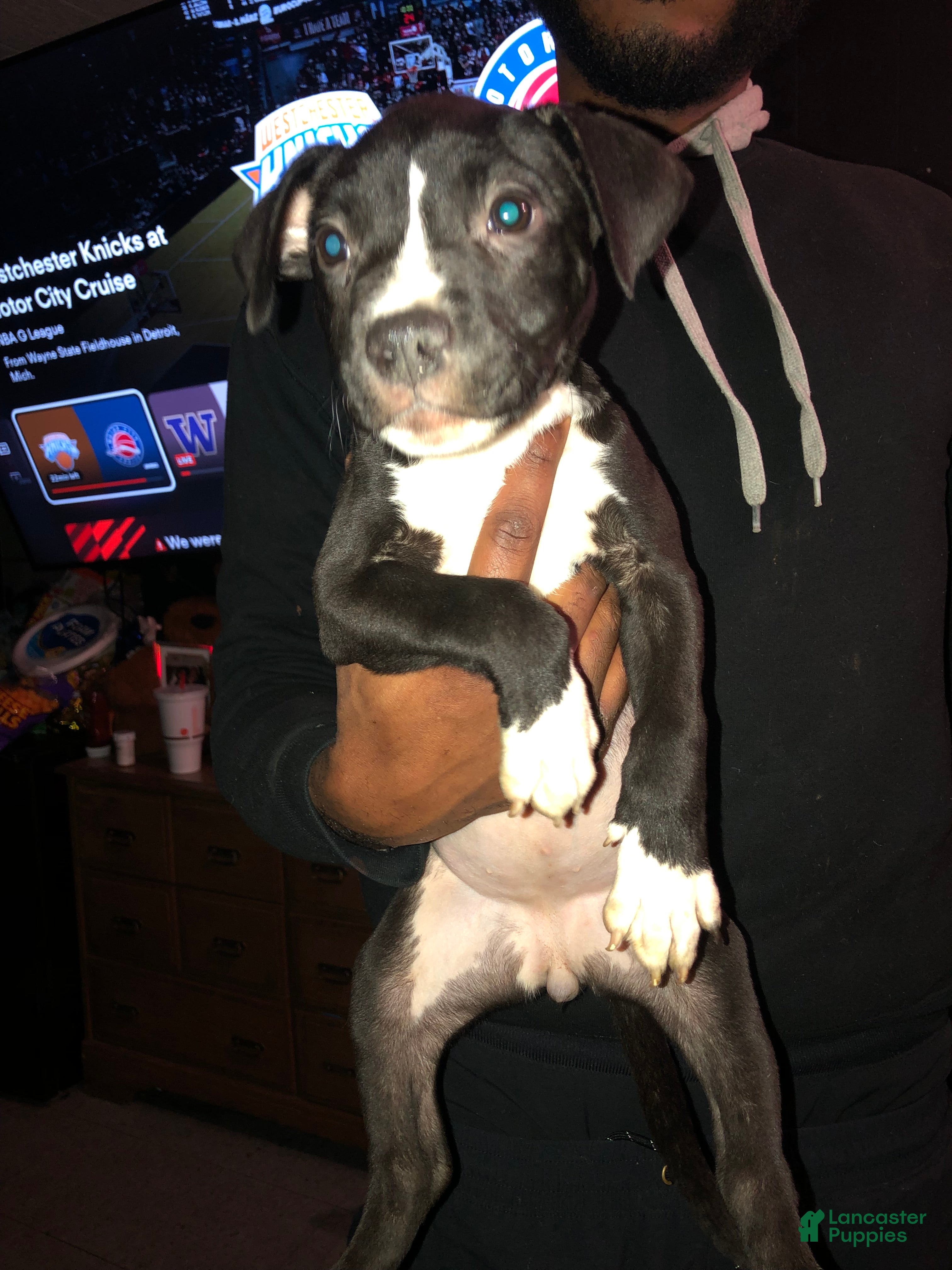 Mixed Breed dogs Ferrari  - Ad 36