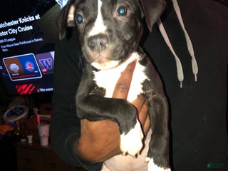 Mixed Breed dogs Ferrari - Ad 36