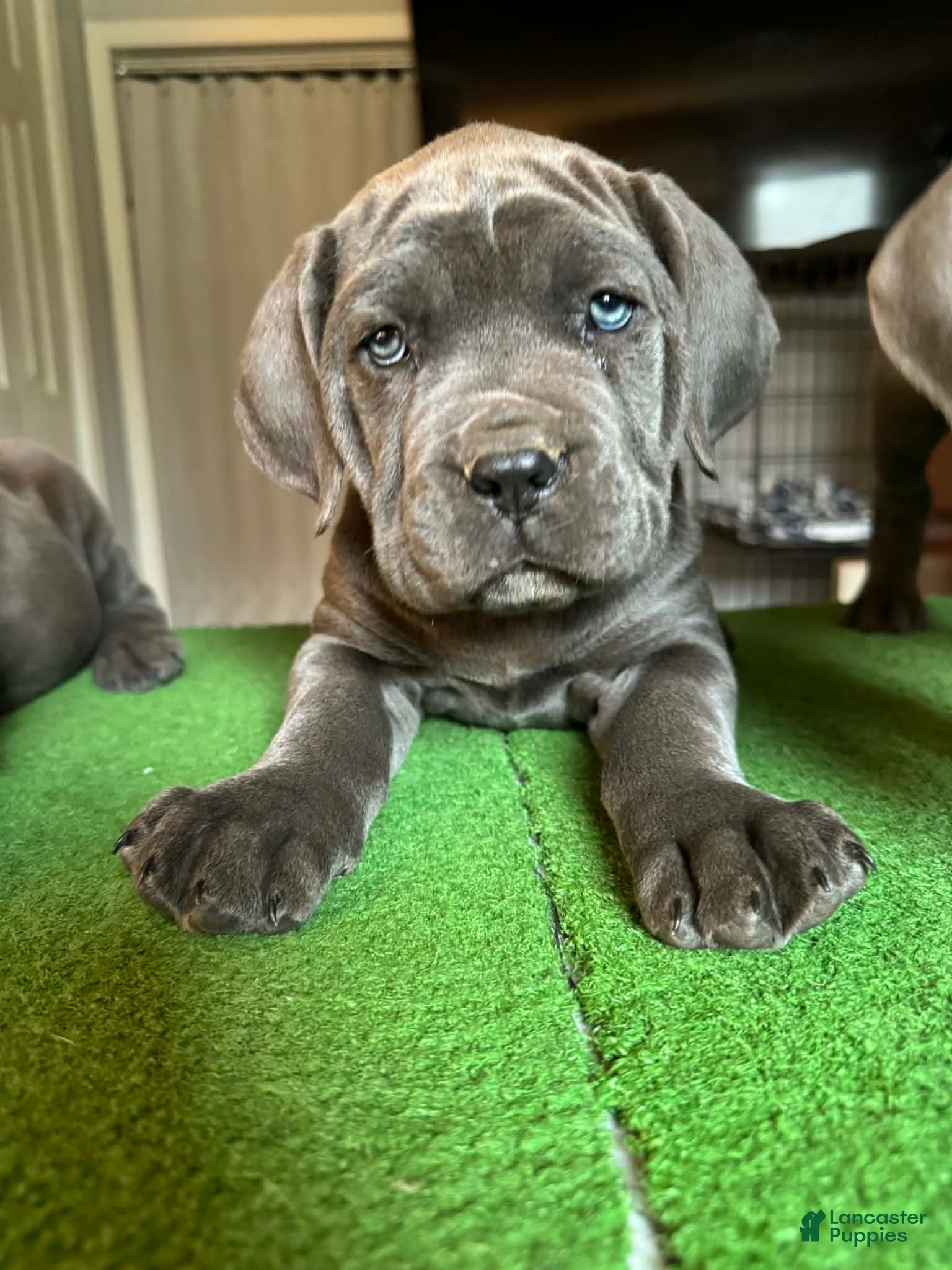 Cane Corso dogs Cane Corso Puppy 1 - Ad 8