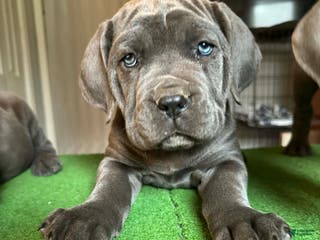 Cane Corso dogs Cane Corso Puppy 1 - Ad 42