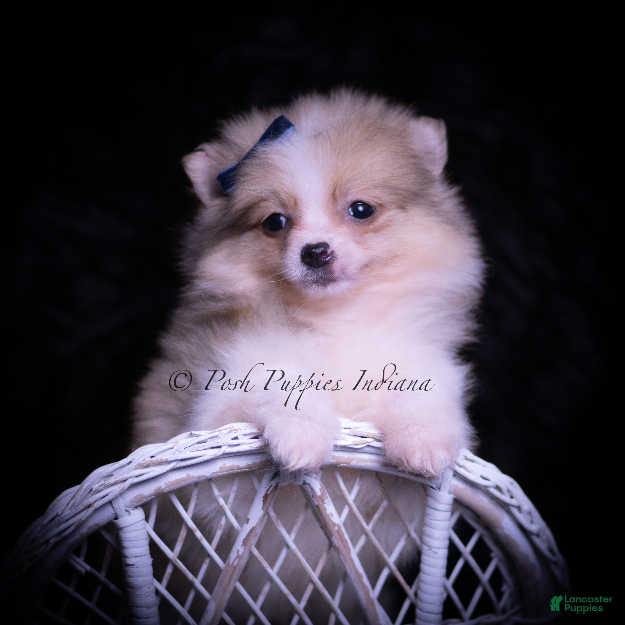 Pomeranian dogs Hopper - Ad 1