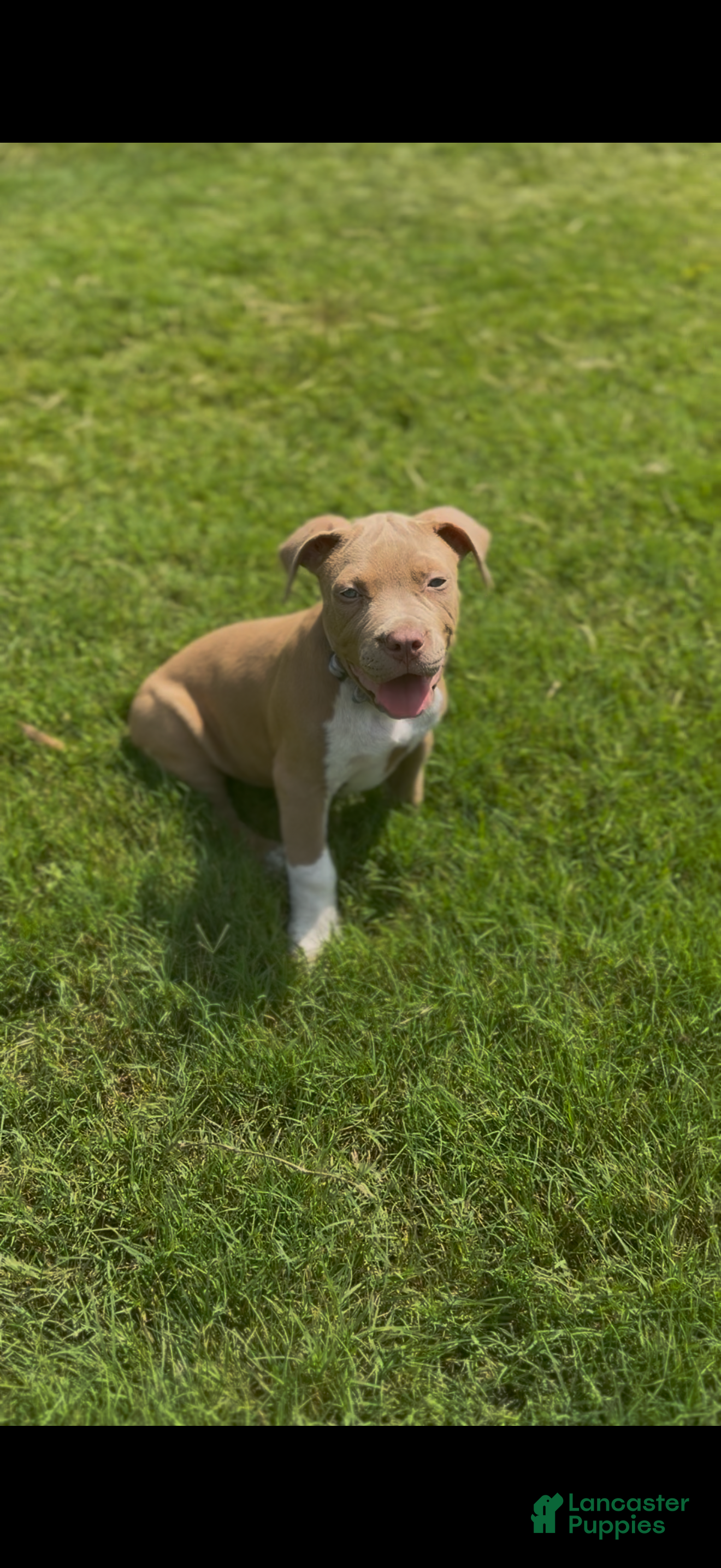 American Bully dogs American Bully Puppy 7 - Ad 26