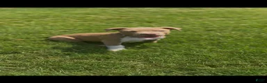 American Bully Puppy 7