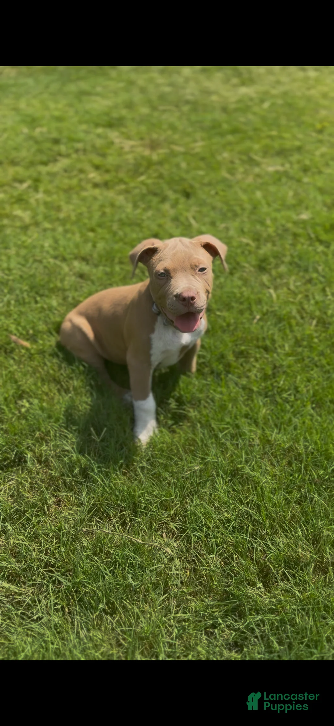 American Bully dogs for sale: American Bully Puppy 7 - Ad 1