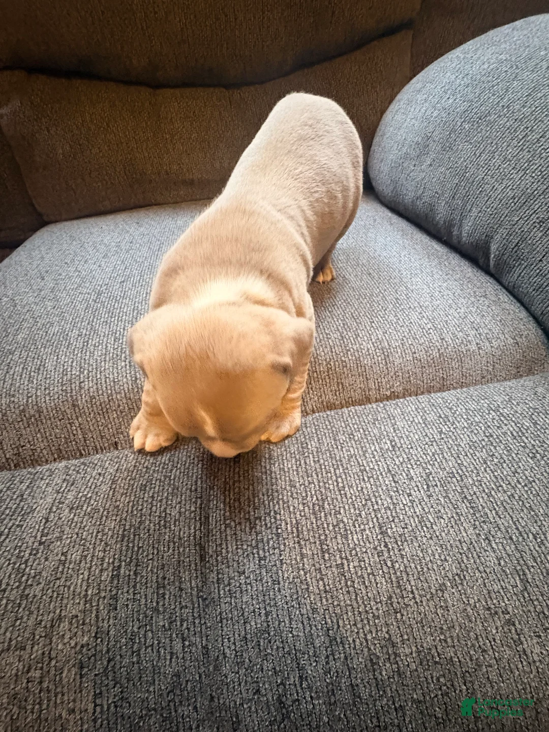 American Pit Bull Terrier dogs for sale: American Pit Bull Terrier Puppy 4 - Ad 2