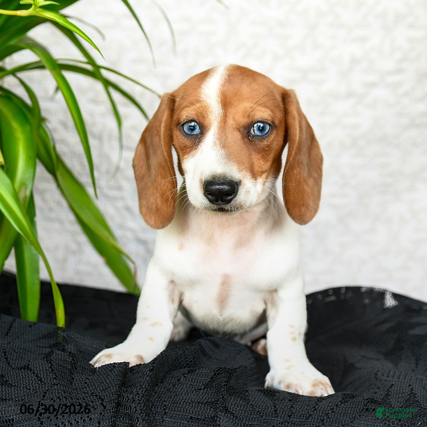 Miniature Dachshund dogs Whisper - Ad 2