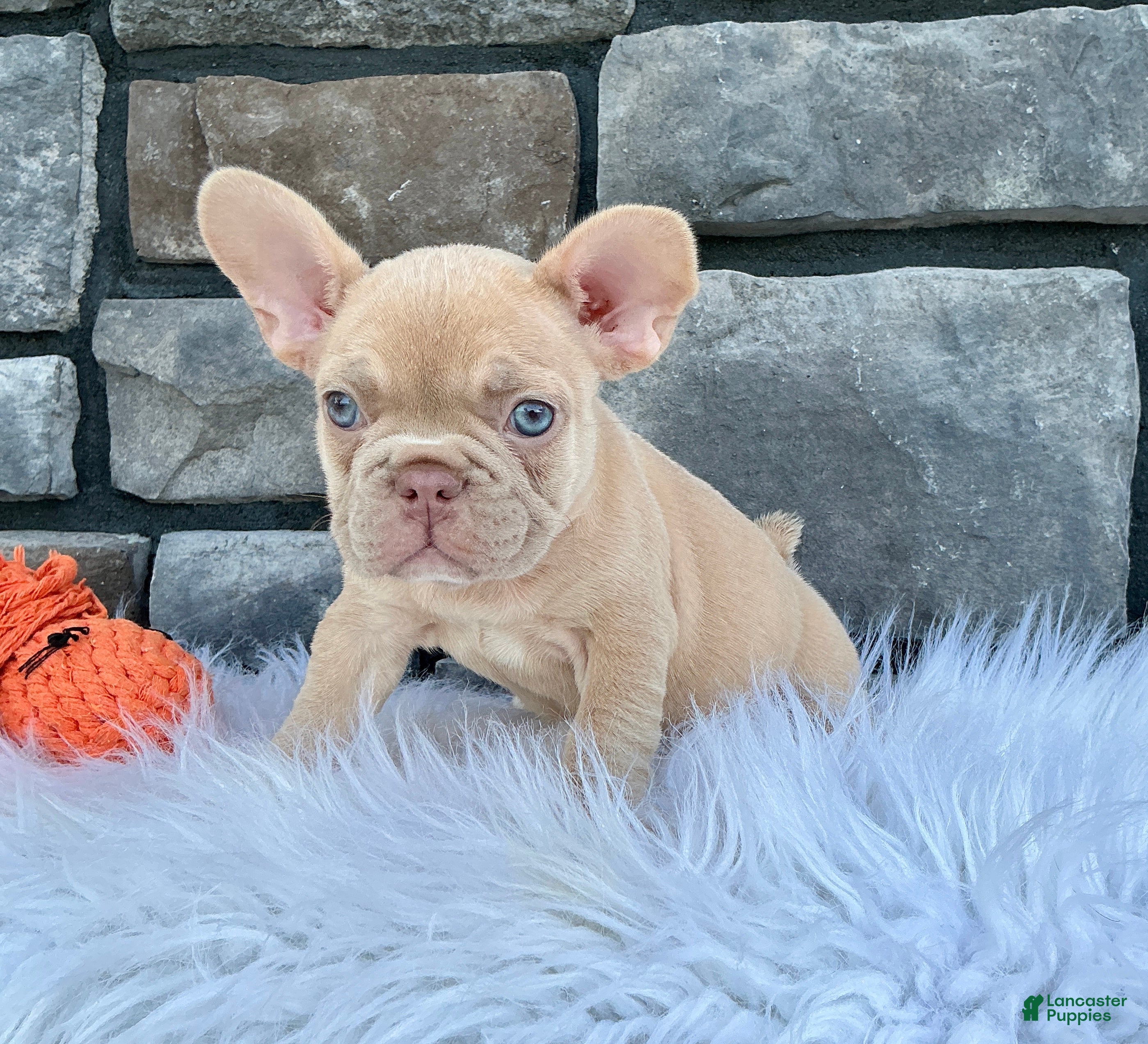 French Bulldog dogs Izzy - Ad 2