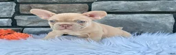 French Bulldog dogs for sale: Izzy - Ad 2