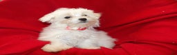Maltese dogs for sale: Maltese Puppy 1 - Ad 5
