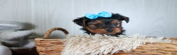 Yorkshire Terrier dogs for sale: CHARLIE - Ad 22