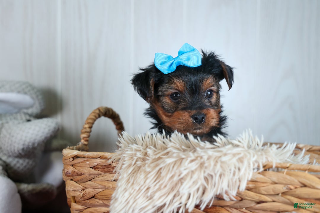 Yorkshire Terrier dogs for sale: CHARLIE - Ad 22