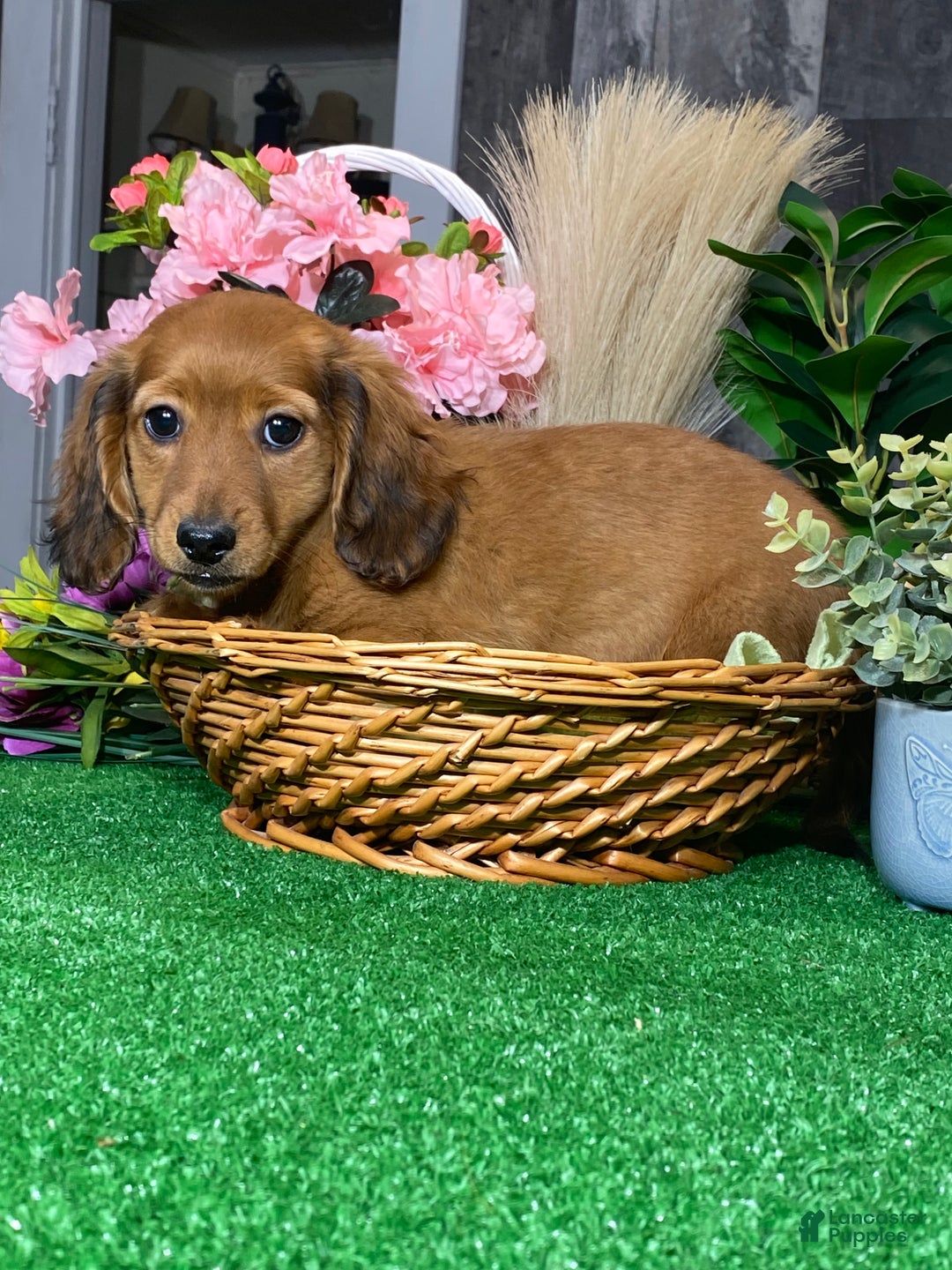 Dachshund dogs for sale: Daisy  - Ad 2