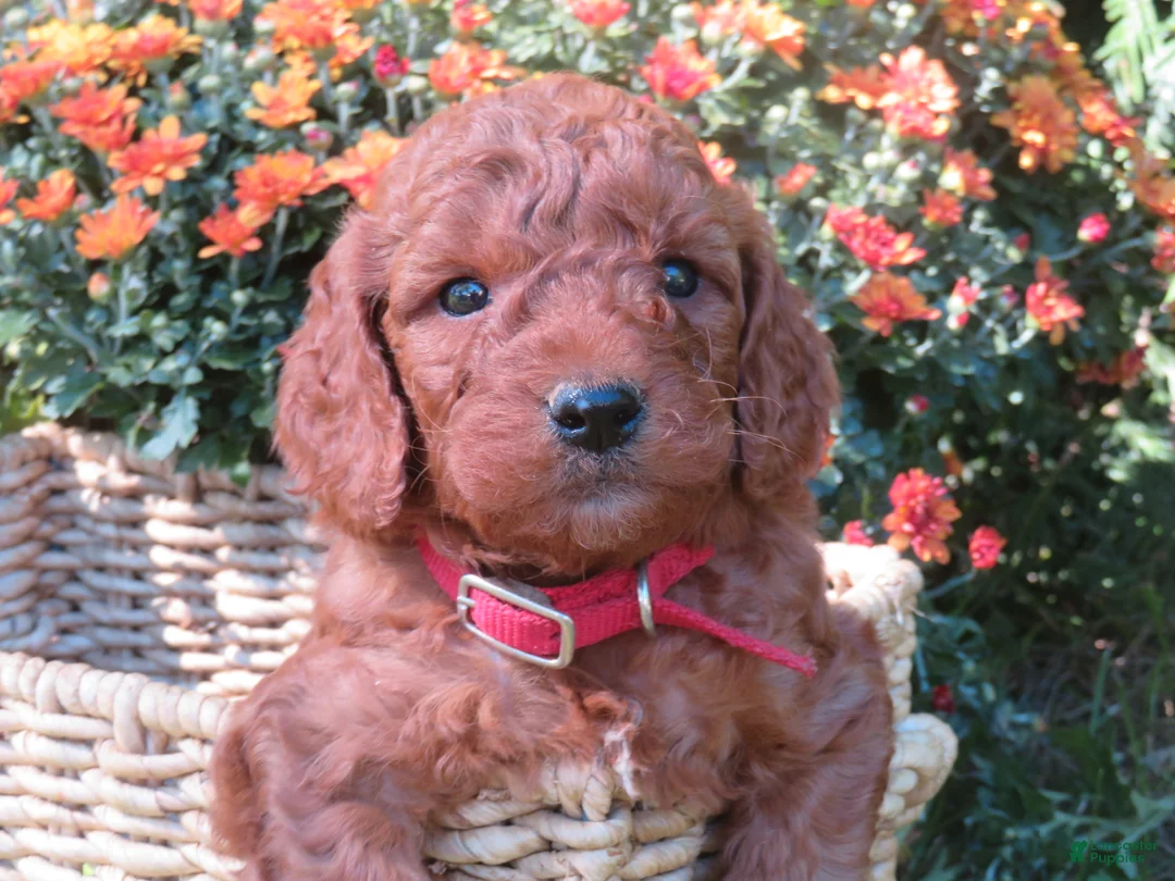Mini Goldendoodle dogs for sale: Espresso  - Ad 2
