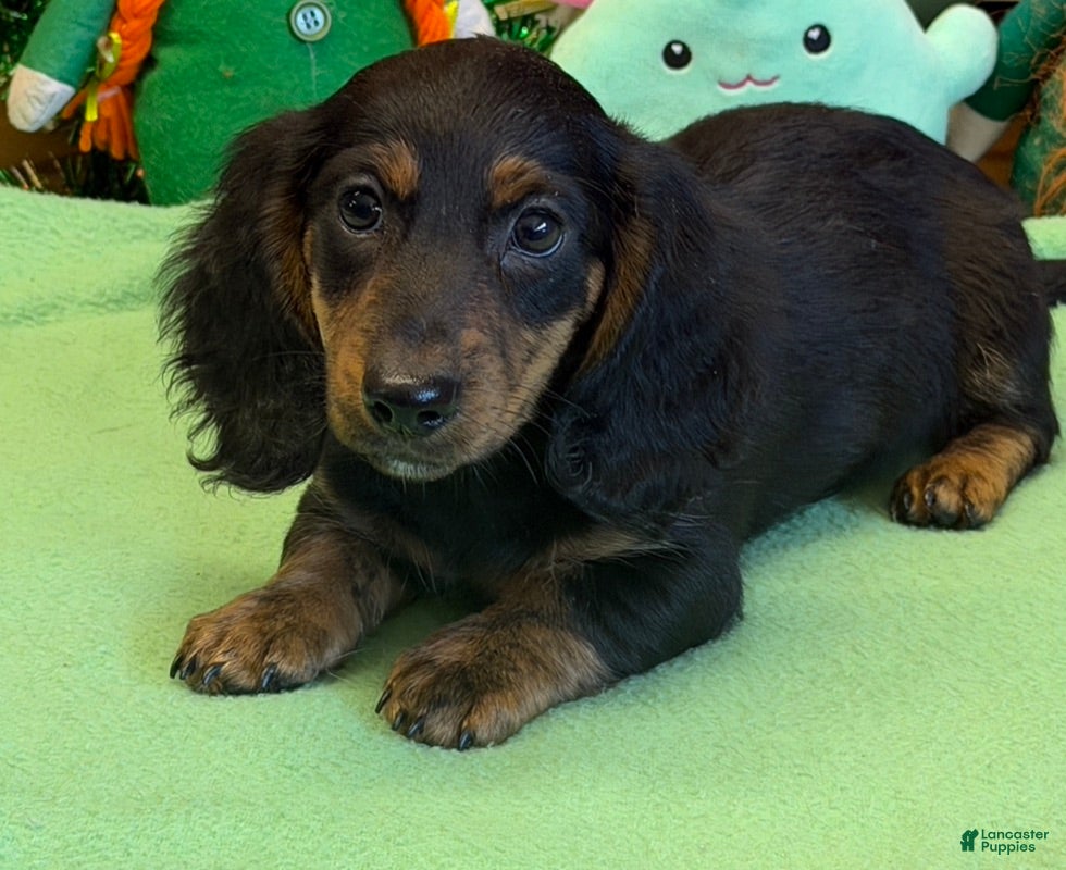 Miniature Dachshund dogs Miniature Dachshund Max - Ad 23