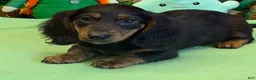 Miniature Dachshund dogs for sale: Miniature Dachshund Max - Ad 1