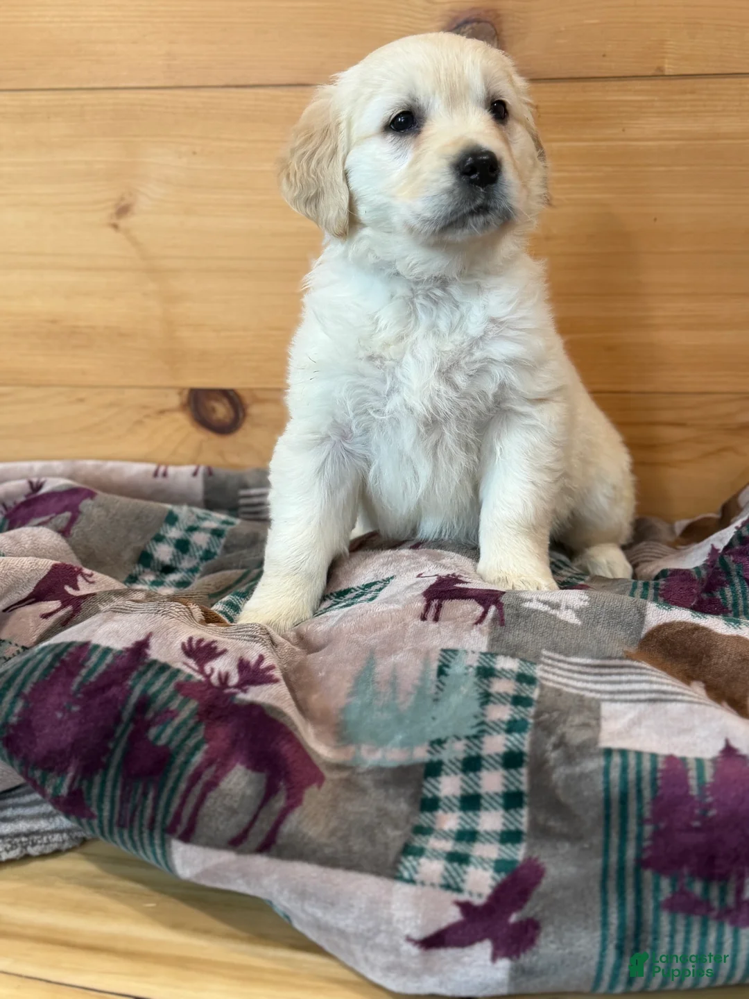 Golden Retriever dogs for sale: Poppy - Ad 2