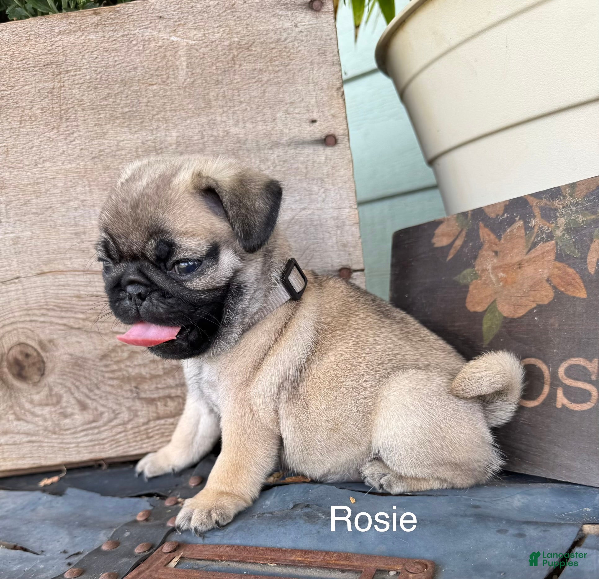 Pug dogs AKC, Rosie - Ad 1