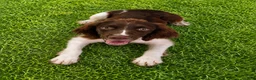 English Springer Spaniel dogs for sale: Captain Hook 🪝  - Ad 3