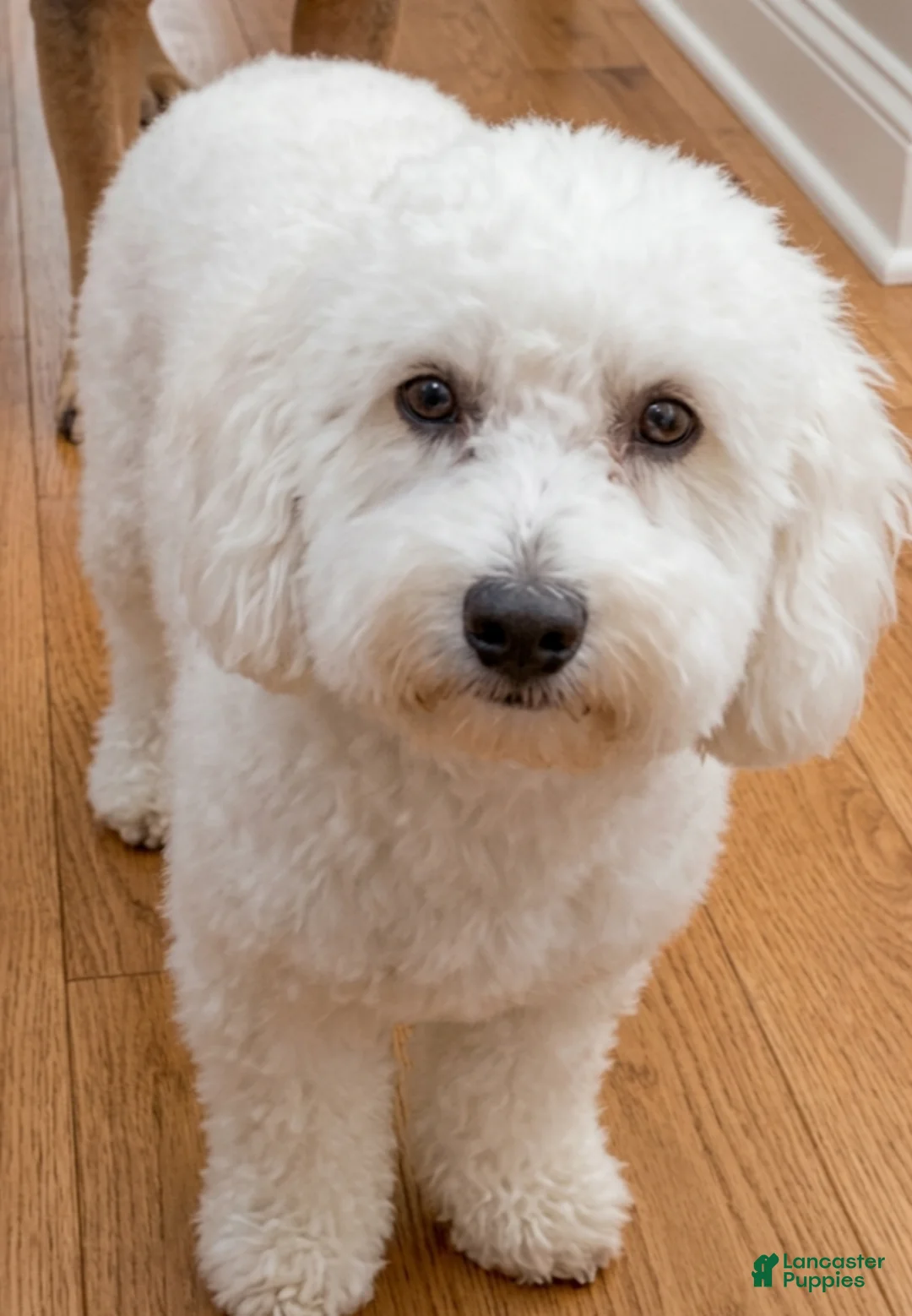 Bichon Frise dogs for sale: Bichon Frise Puppy 2 - Ad 2