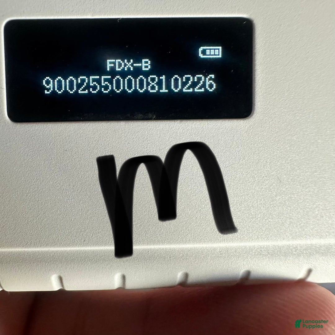 Maltipoo dogs for sale: Girl Maisie - 0211 - Ad 13