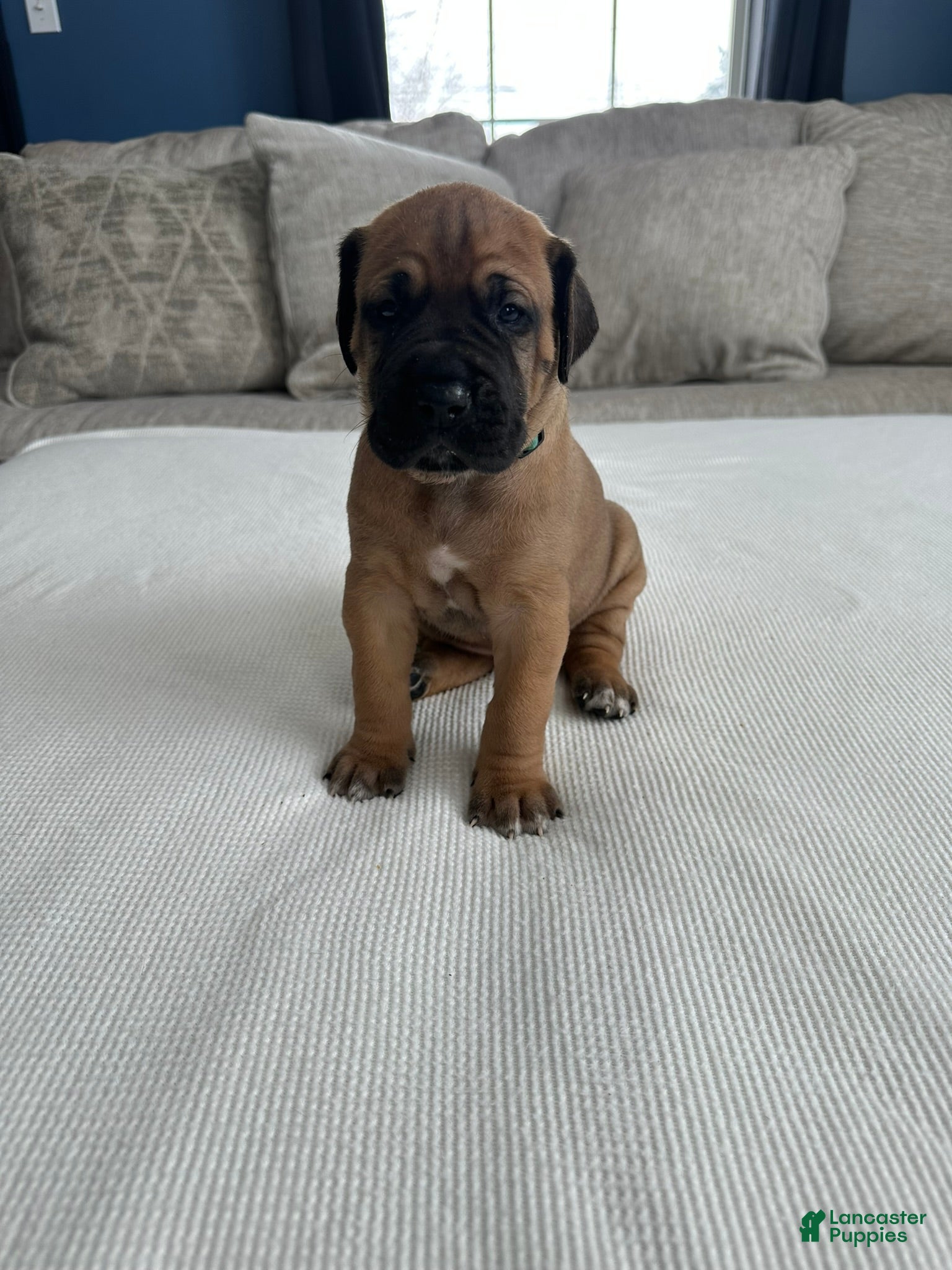 Great Dane dogs Blue Collar - Ad 6