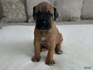 Great Dane dogs Blue Collar - Ad 6