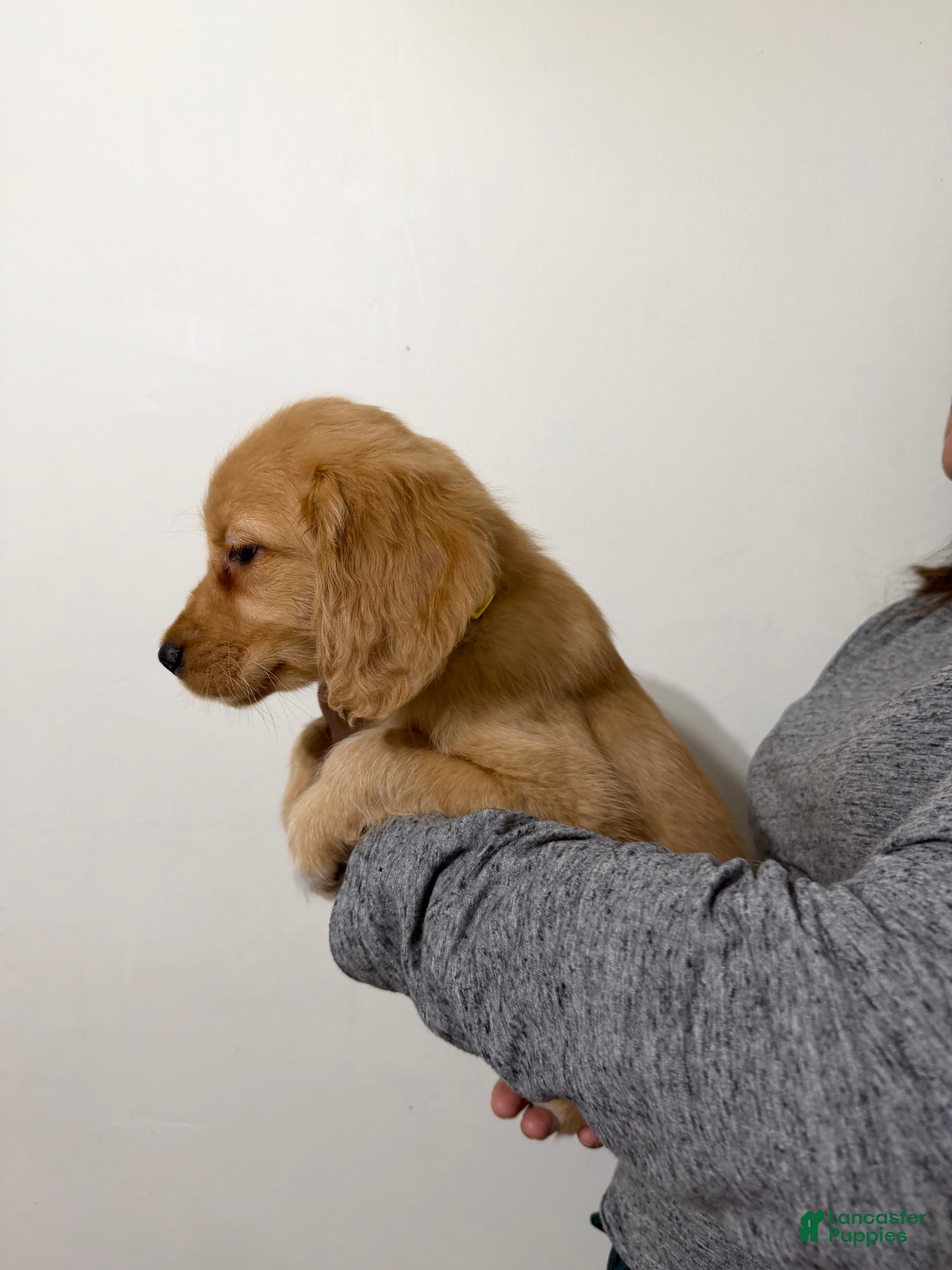 Golden Retriever dogs Zoey - Ad 1