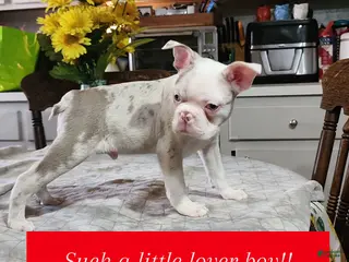 Boston Terrier dogs for sale: Zephyr - Ad 2