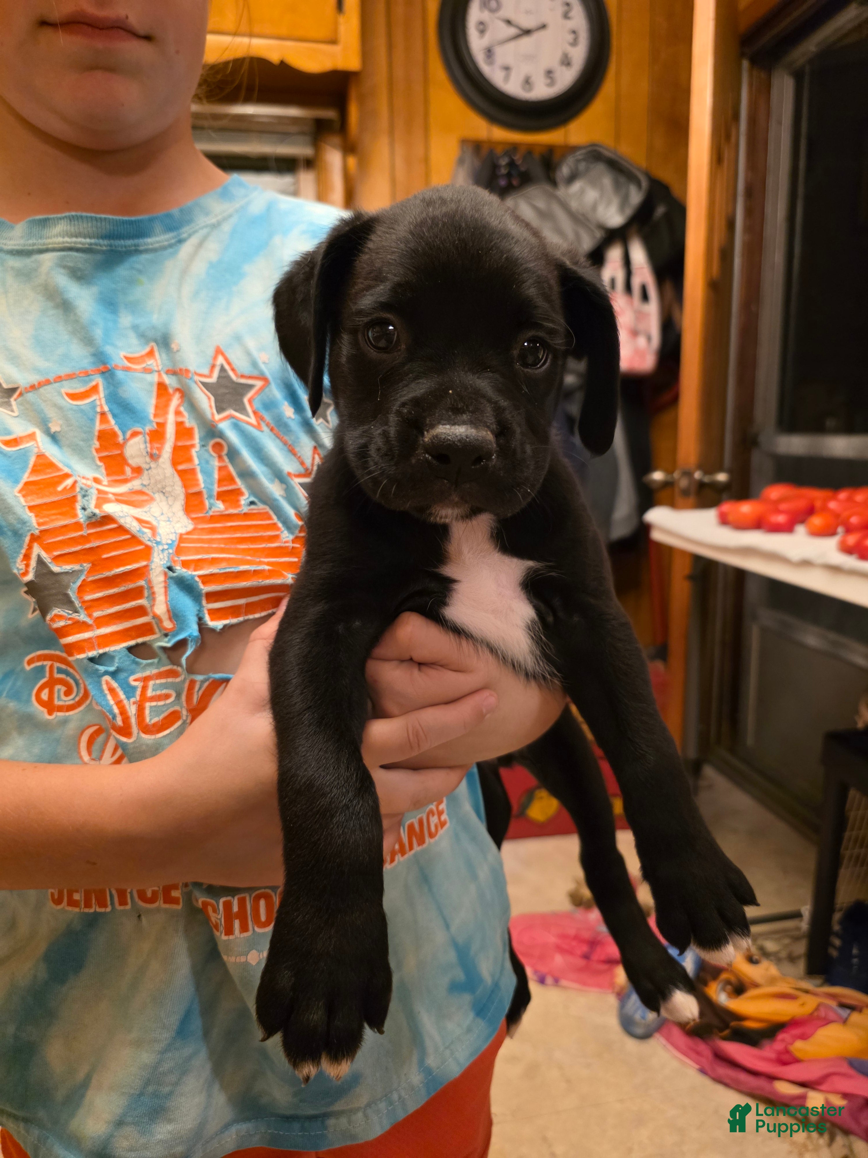 Boxer dogs Zion - Ad 14
