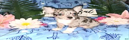 Chihuahua dogs for sale: Big Hoss - Ad 8
