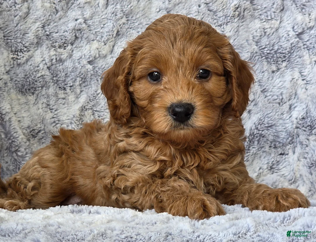 Cavapoo dogs for sale: Sunburst - Ad 2