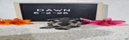 Miniature Schnauzer dogs for sale: Dawn - Ad 10