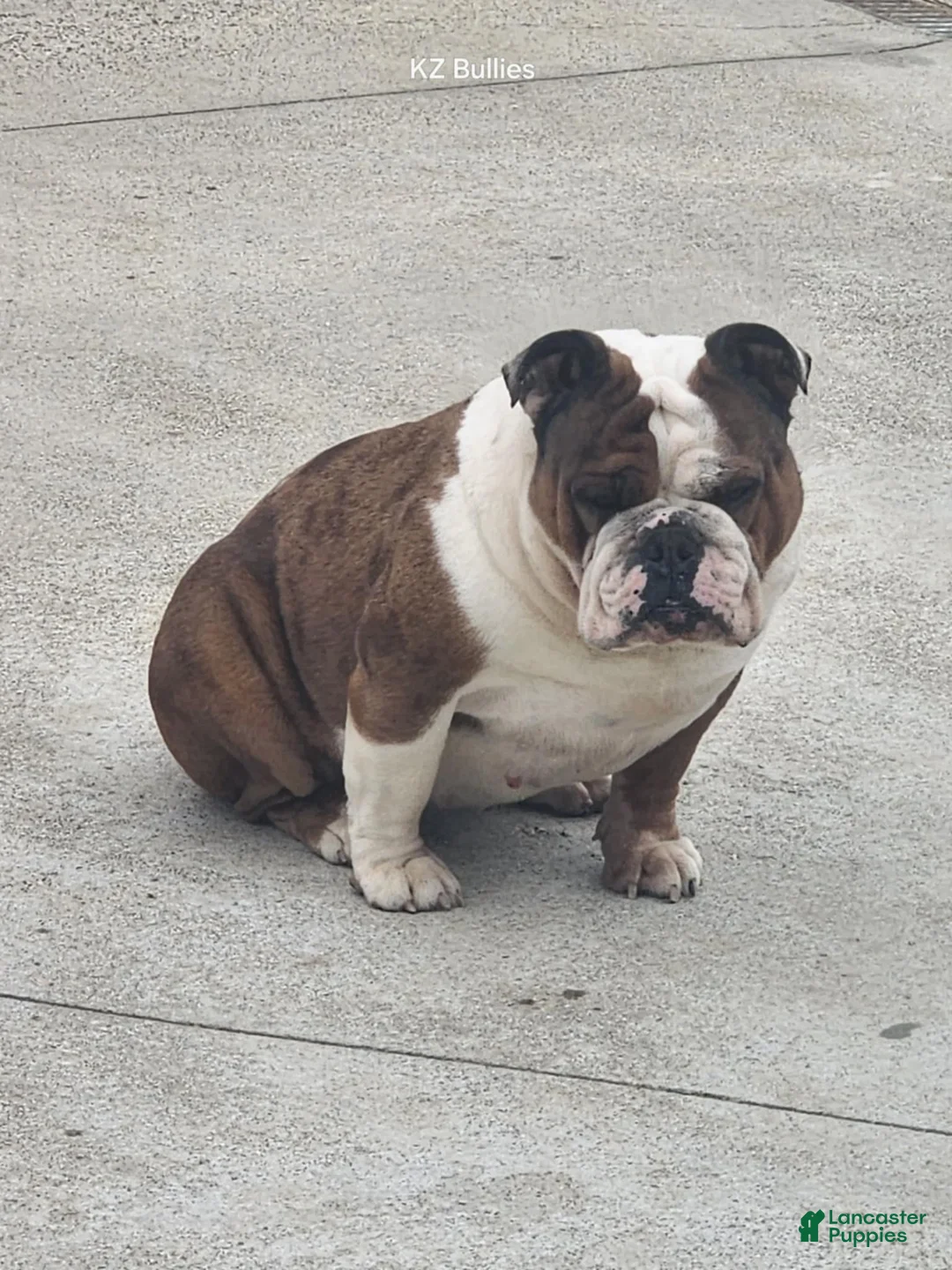 English Bulldog dogs for sale: Blaire - Ad 4