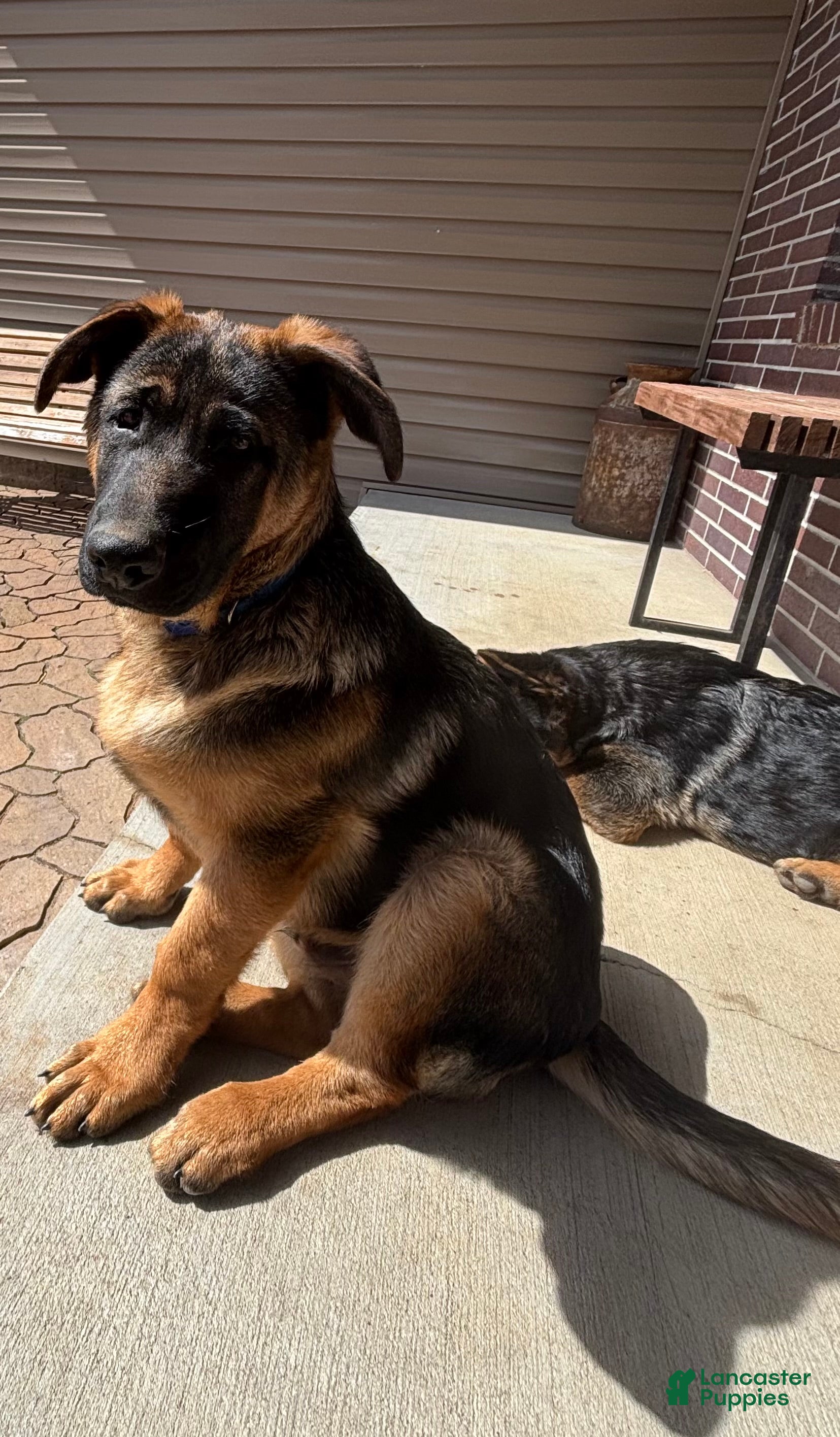 German Shepherd dogs German Shepherd Puppy 2 - Ad 3