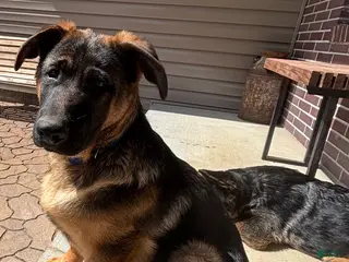 German Shepherd dogs German Shepherd Puppy 2 - Ad 3