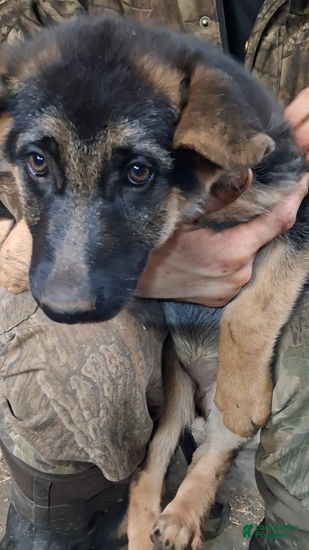 German Shepherd dogs for sale: German Shepherd Puppy 5 - Ad 1