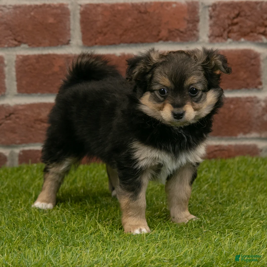 Chihuahua dogs for sale: Sasha - Ad 2