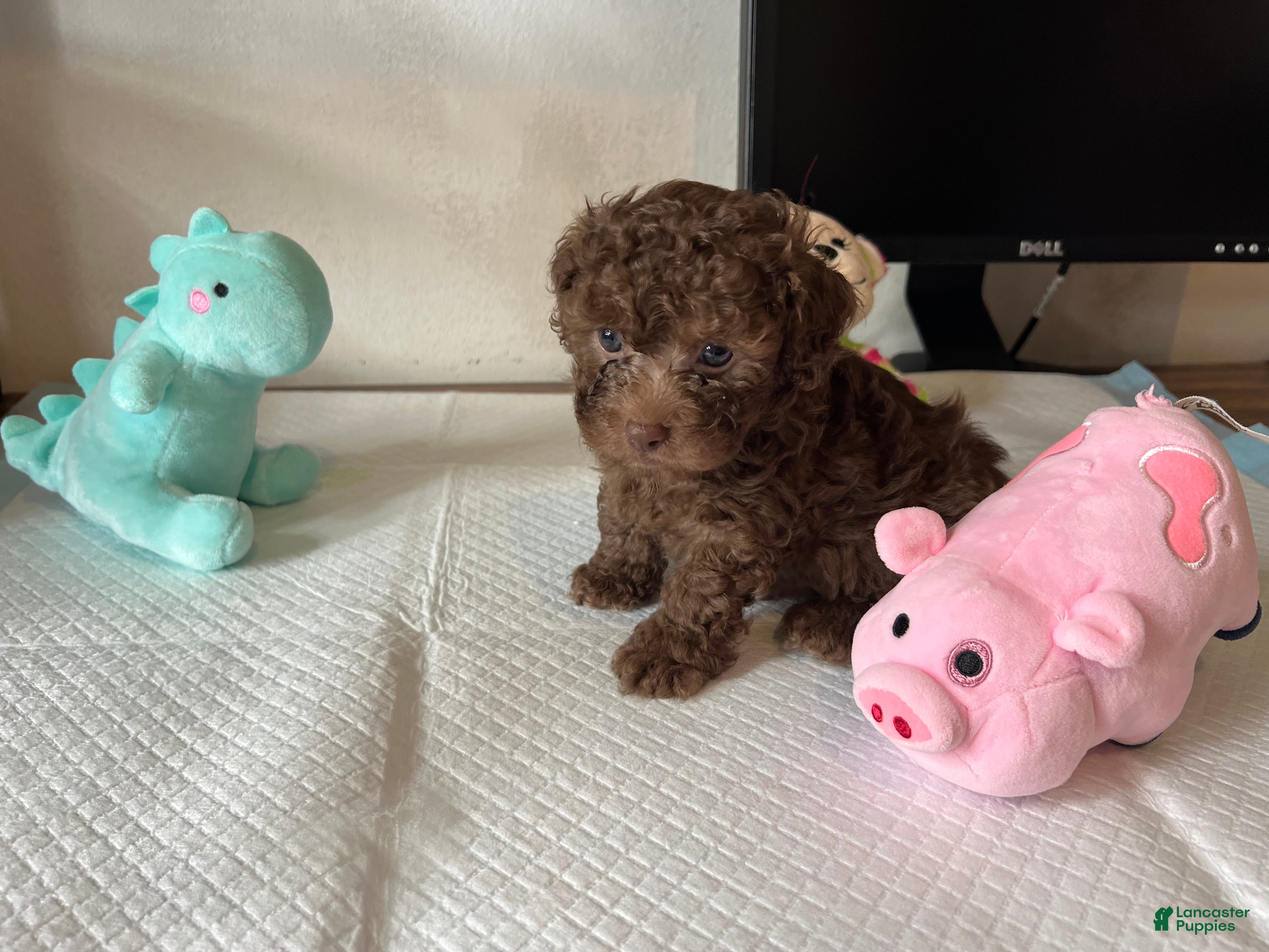 Toy Poodle dogs Baby Toy Poodle - Ad 1