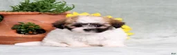 Teddy Bear dogs for sale: Unity - Ad 1