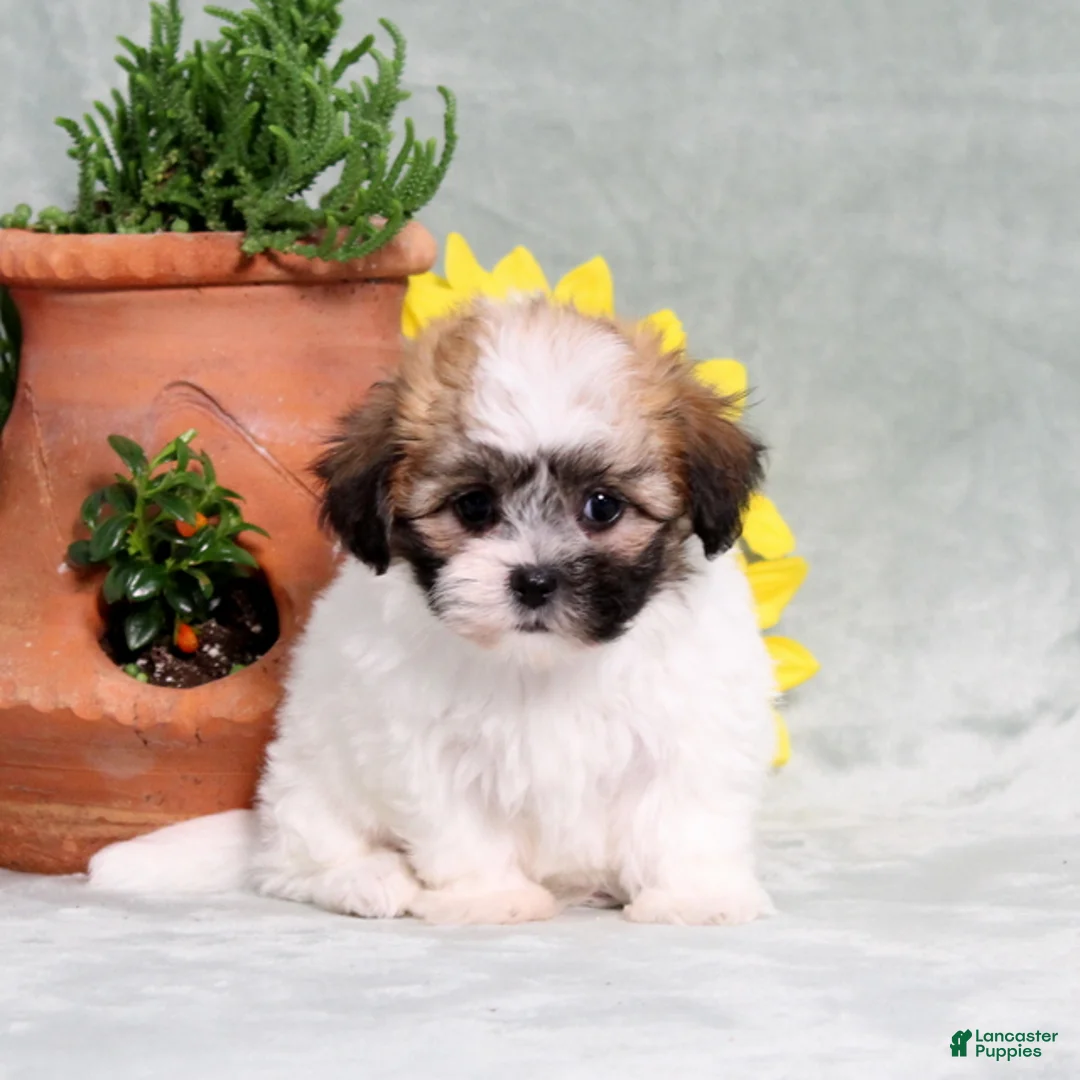 Teddy Bear dogs for sale: Unity - Ad 1