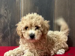 Bichpoo dogs Faith - Ad 41