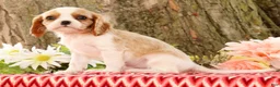 Cavalier King Charles Spaniel dogs for sale: Zeke - Ad 4