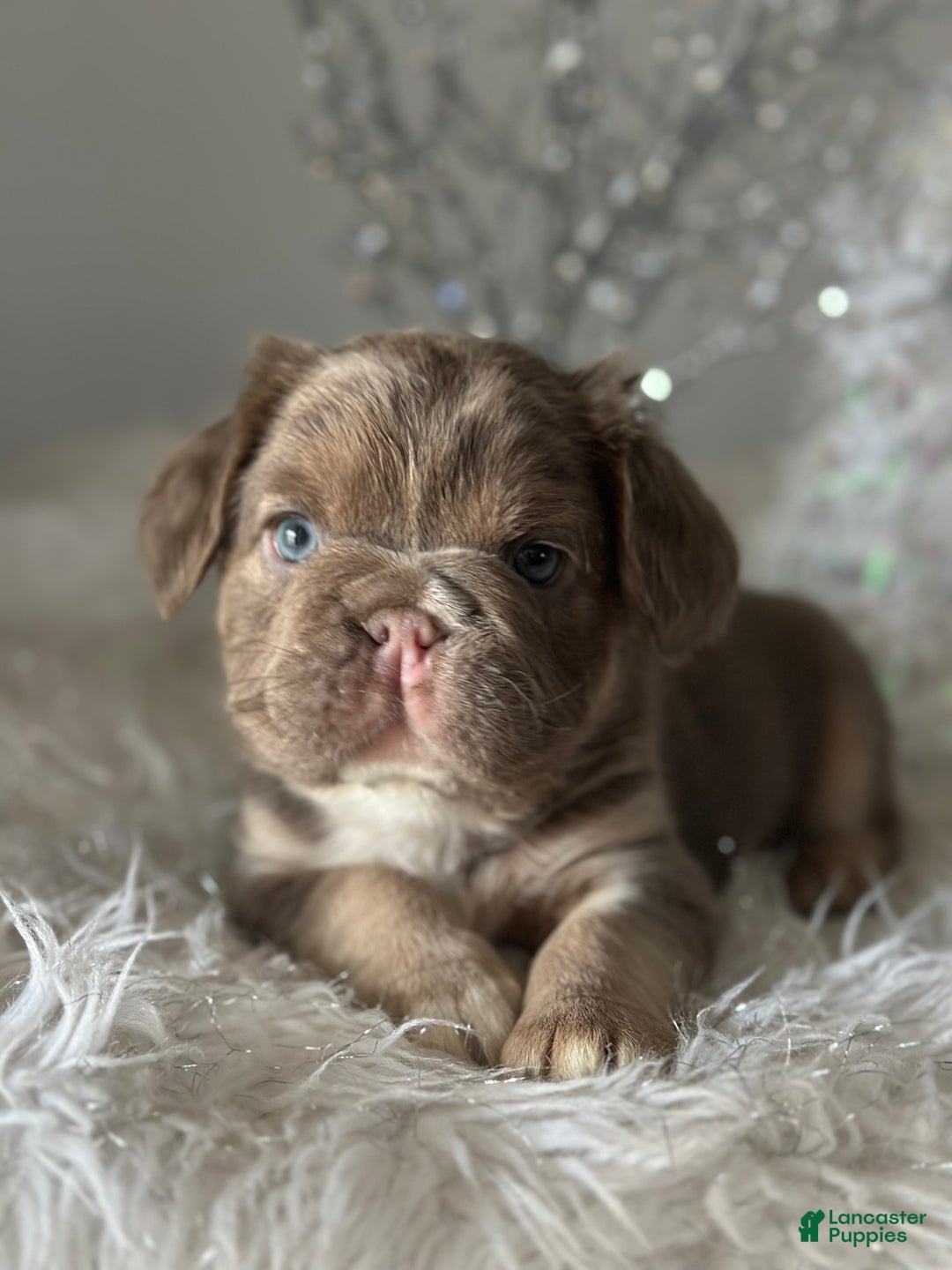 French Bulldog dogs for sale: Isabella and tan fluffy pink carrier - Ad 4