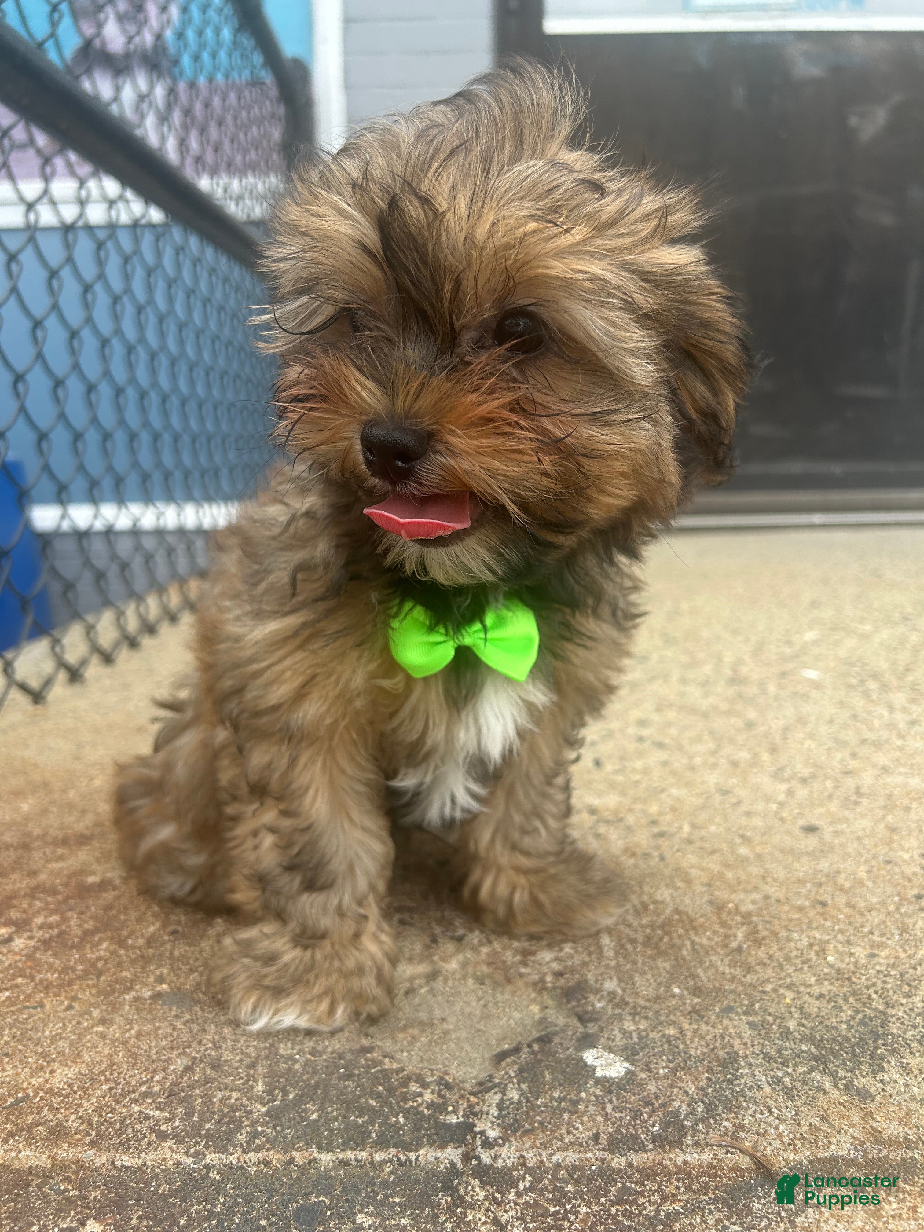 Shorkie dogs Shorkie Puppy 1 - Ad 20