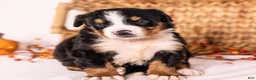 Bernese Mountain Dog dogs for sale: Robin - Ad 7