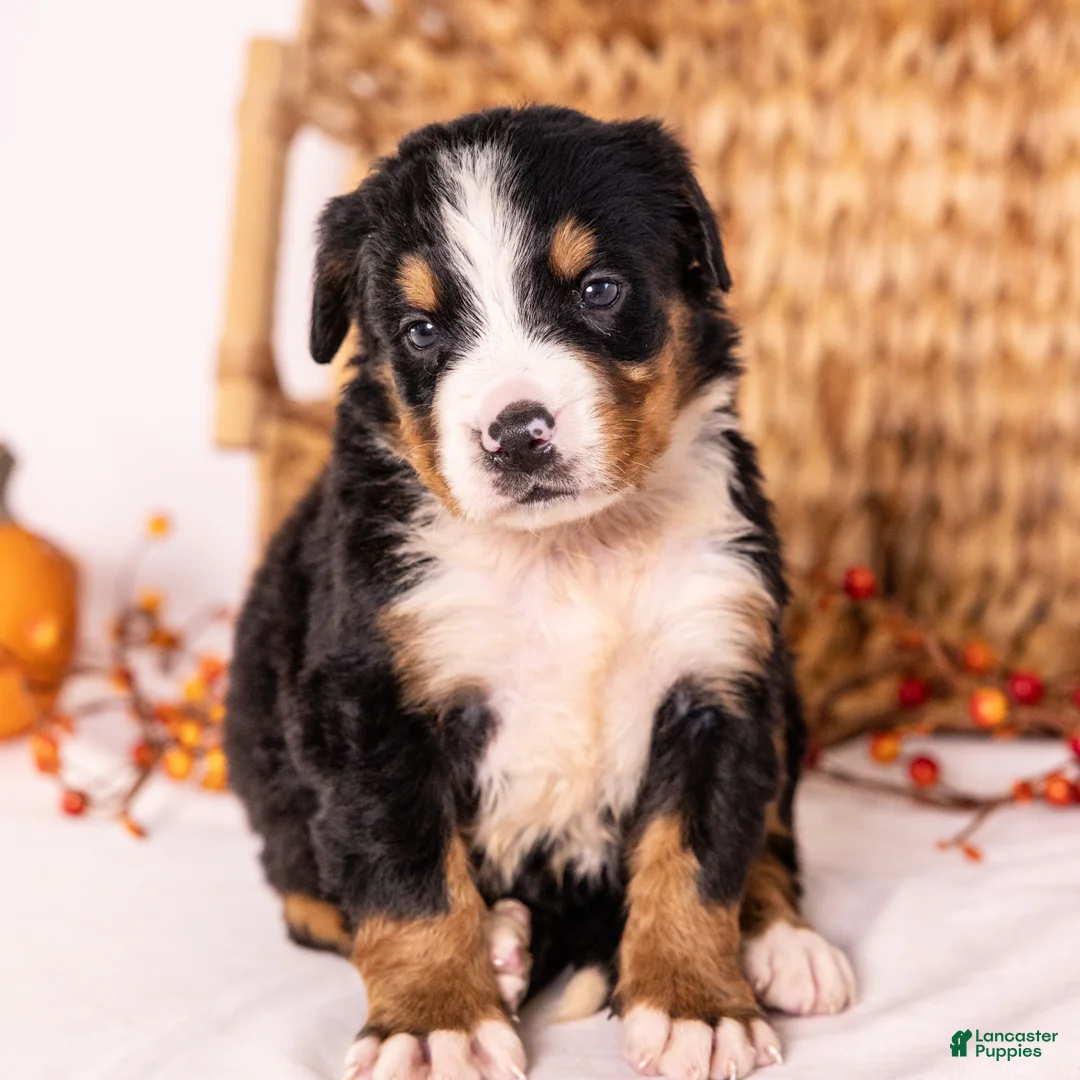 Bernese Mountain Dog dogs for sale: Robin - Ad 7