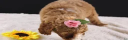 Mini Goldendoodle dogs for sale: Daisy - Ad 4