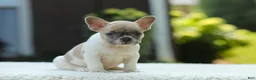 French Bulldog dogs for sale: Jade - Ad 7