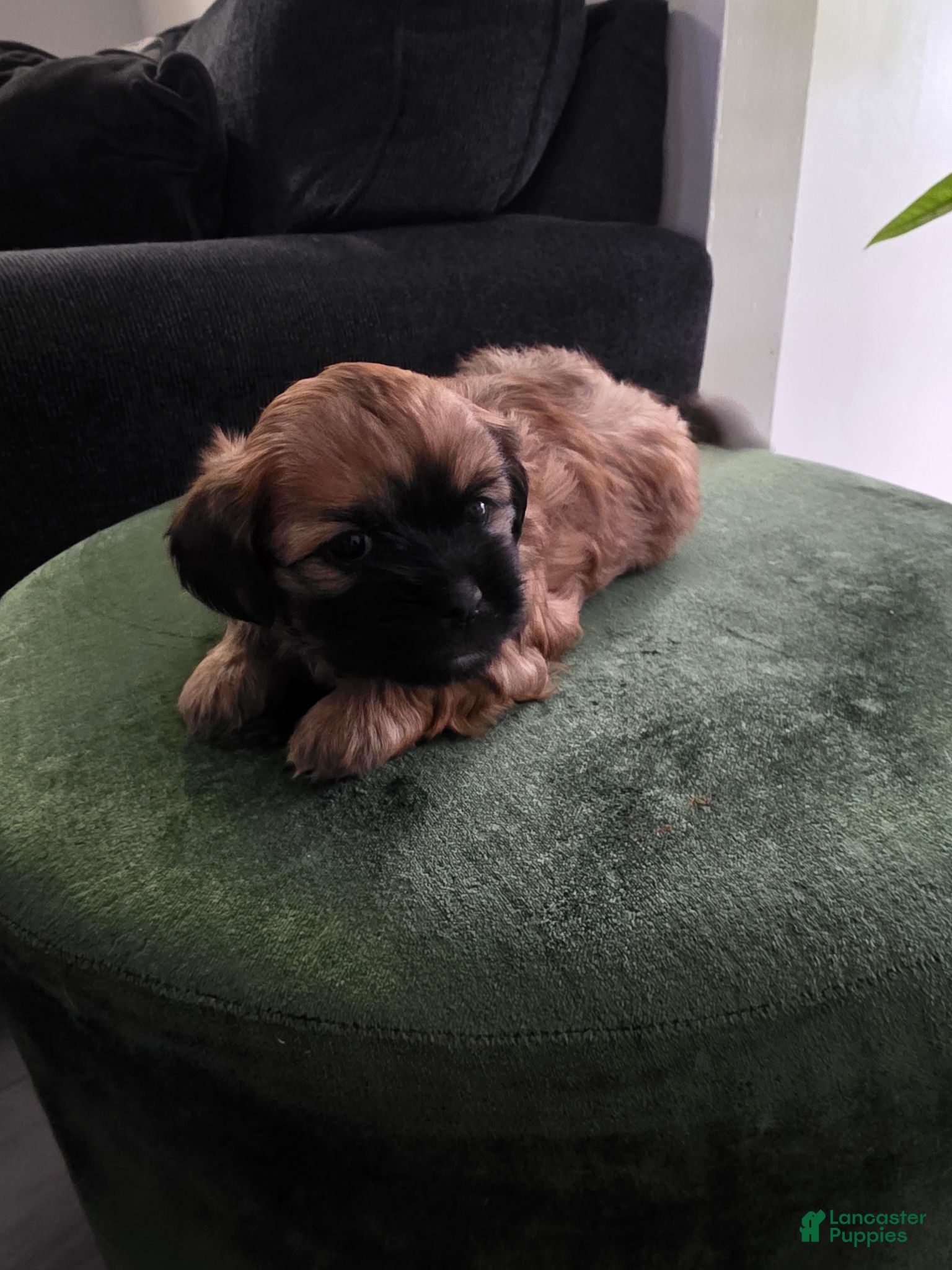 Shih Tzu dogs Shih Tzu 1 - Ad 41