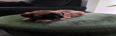 Shih Tzu 1